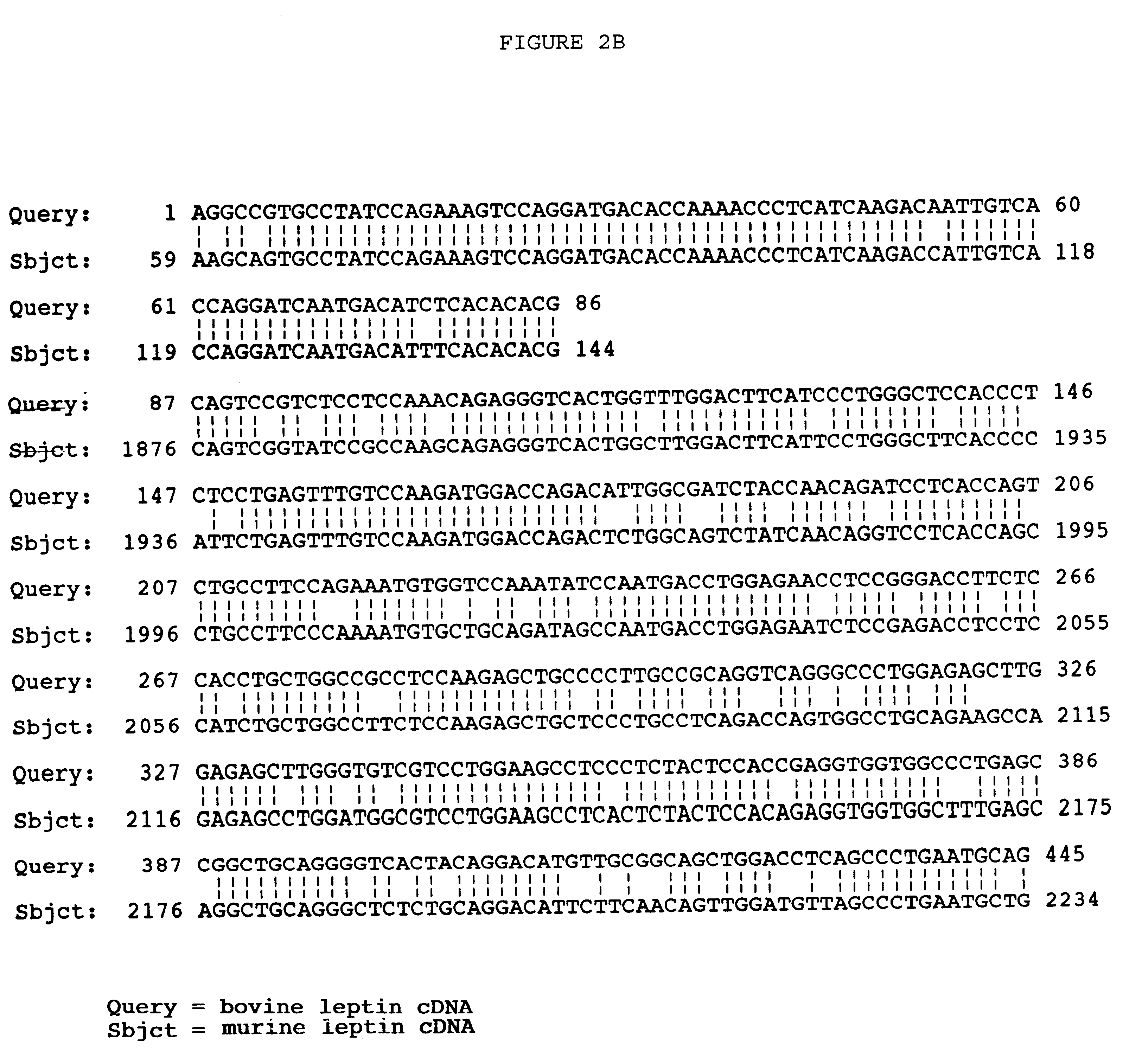 Bovine leptin protein, nucleic acid sequences coding therefor and uses thereof
