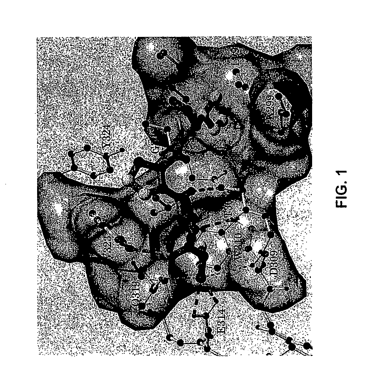 Conformationally Constrained Smac Mimetics and the Uses Thereof