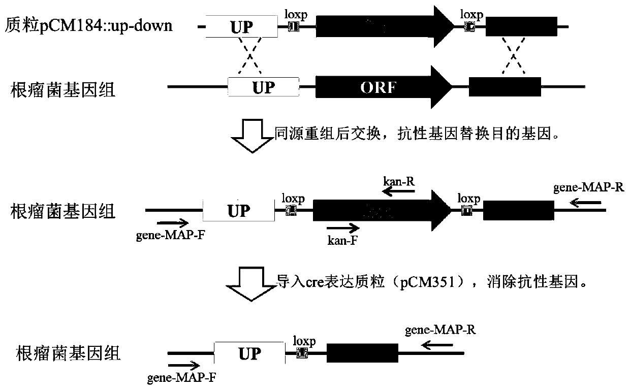 Mutant of rhizobium japonicum SMH12 and application of mutant
