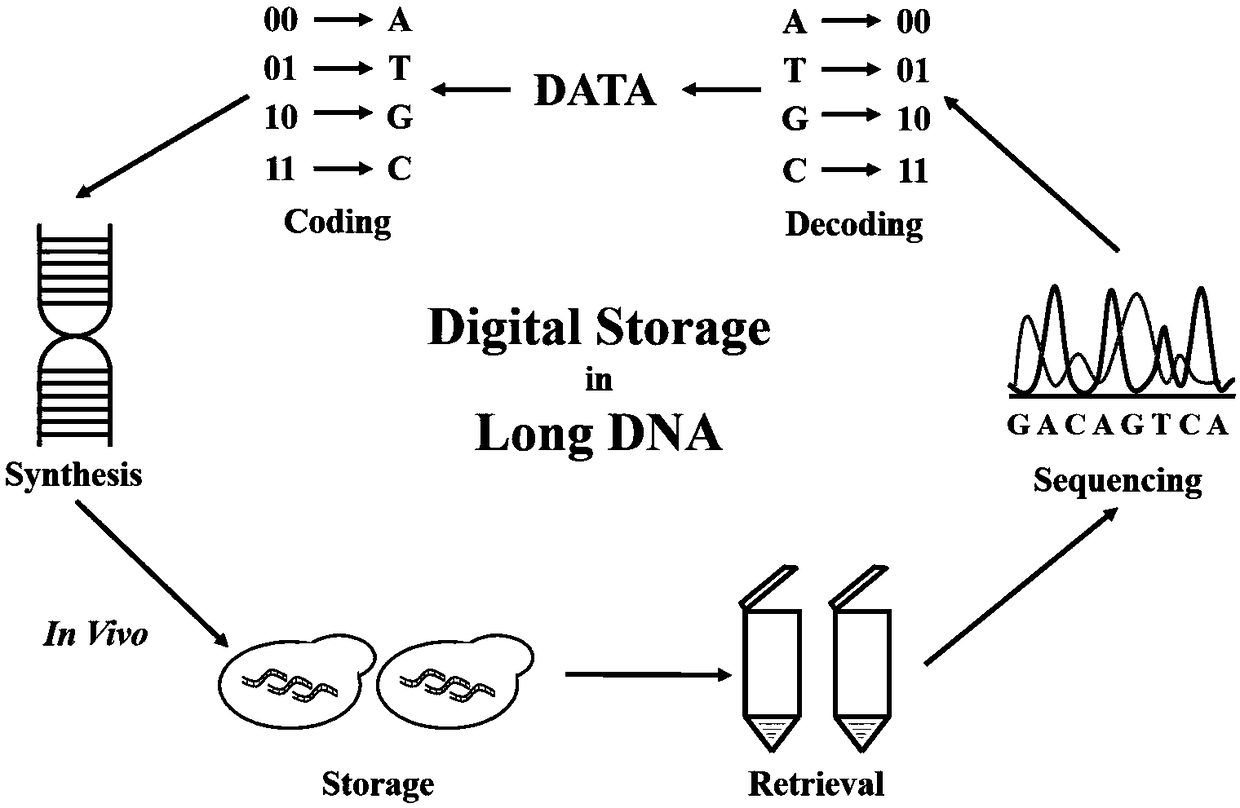 DNA-based Information Storage Method