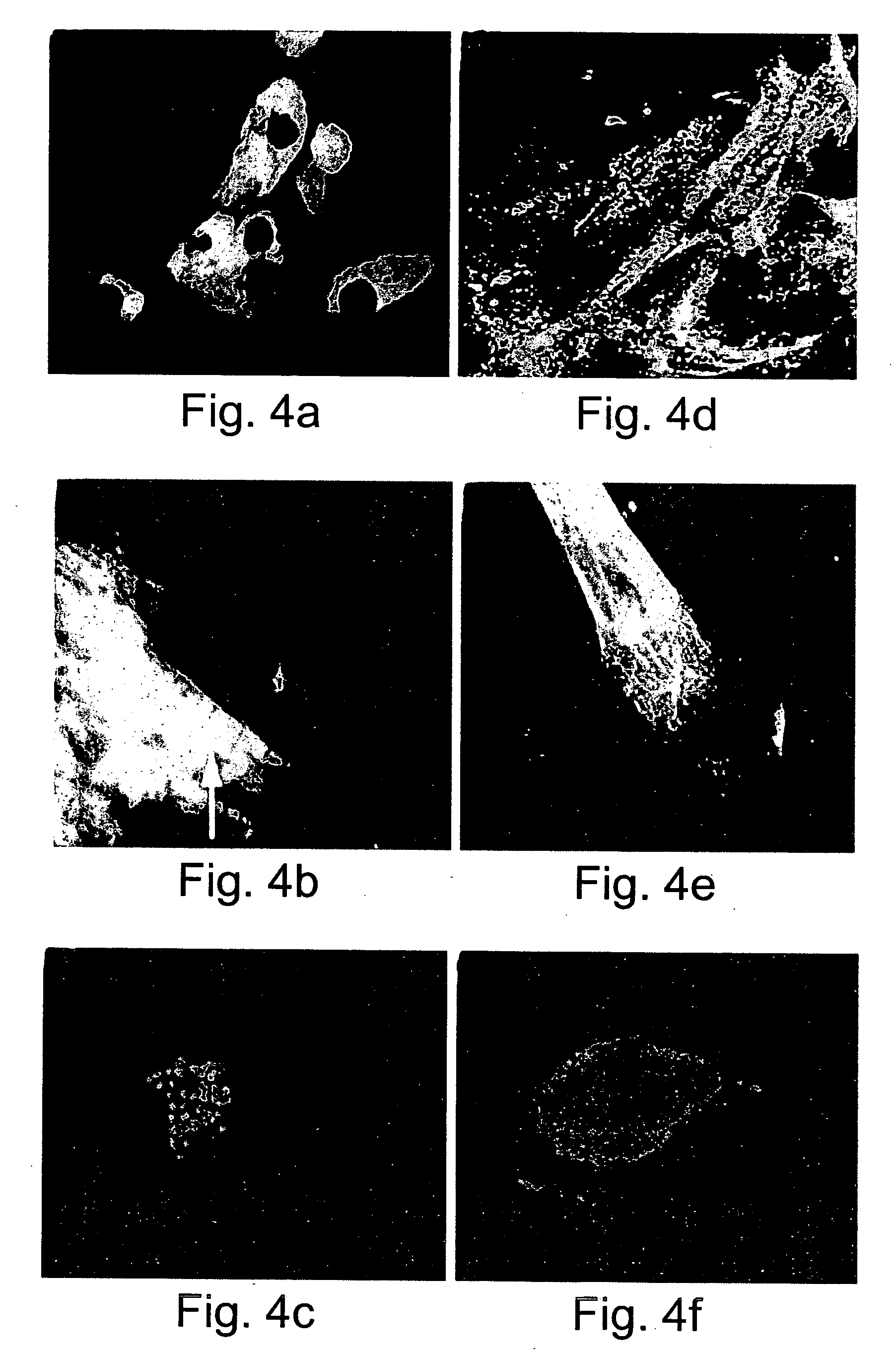 Methods of generating human cardiac cells and tissues and uses thereof