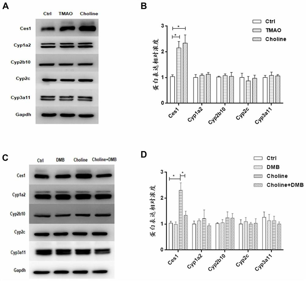 Application of compounds acting on choline or tmao-related targets in the preparation of drugs for preventing and/or reversing clopidogrel resistance