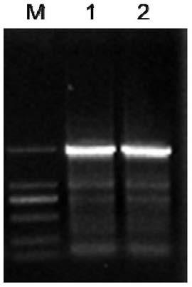 Application of Soybean myb Transcription Factor Gene to Enhance Soybean Isoflavone Biosynthesis