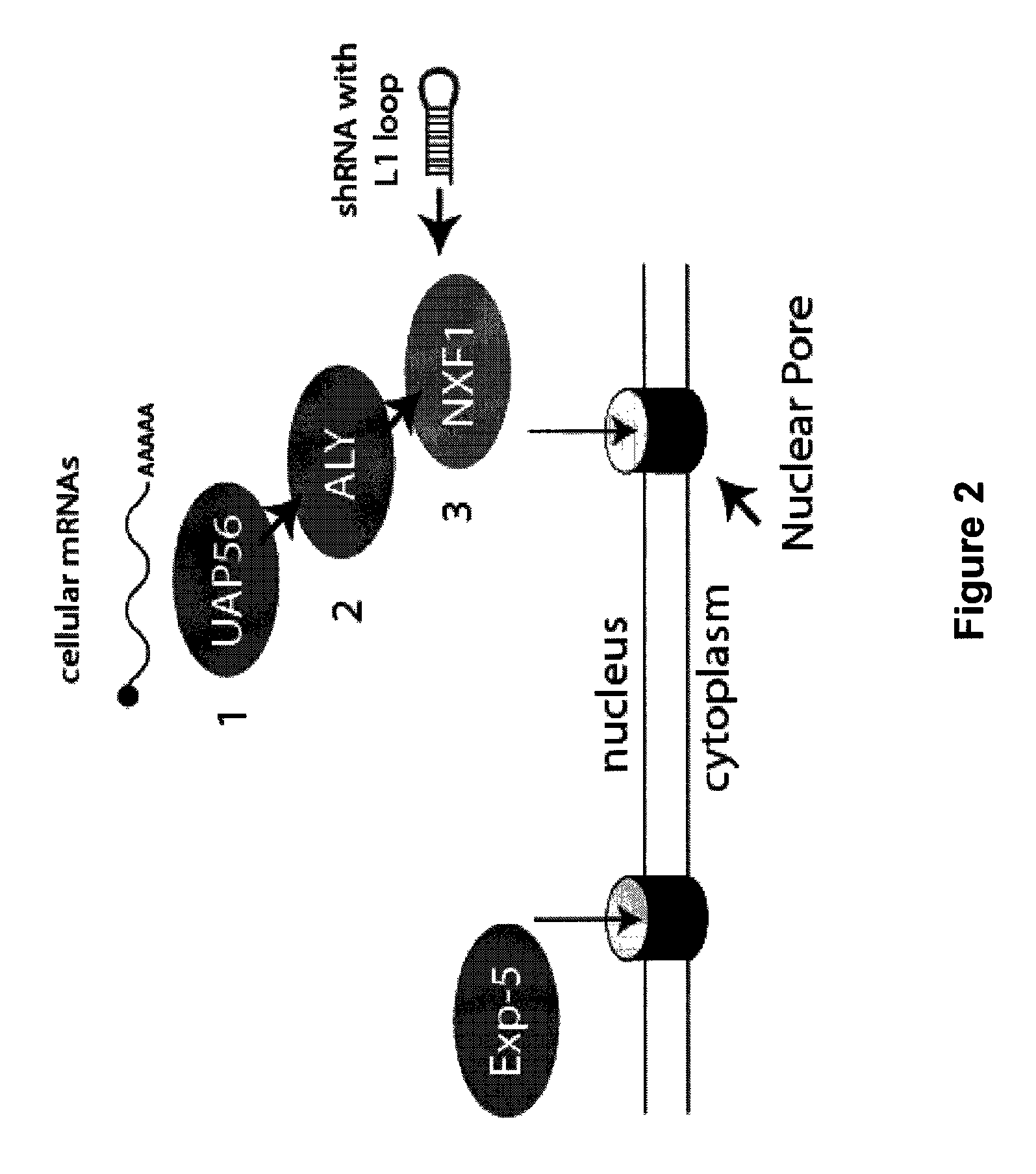 Alternative export pathways for vector expressed RNA interference