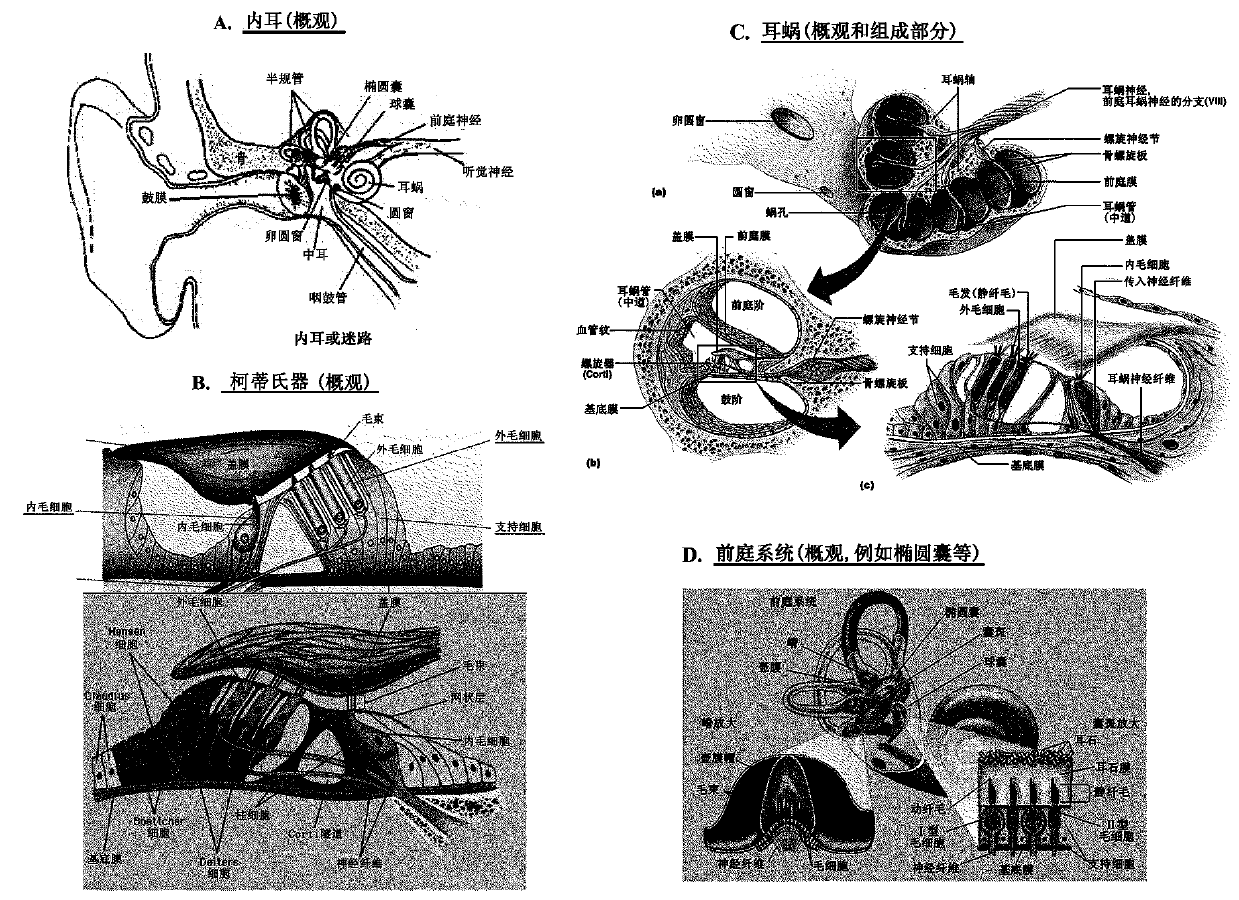 Combination therapies for inner ear sensory hair cell regeneration/replacement