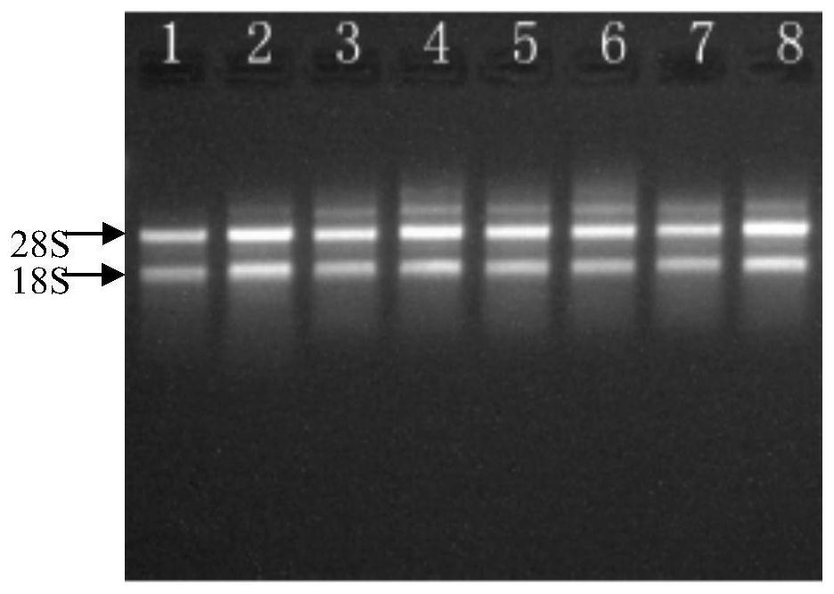 Screening and application of high-expression reference gene Ce047468 of taro