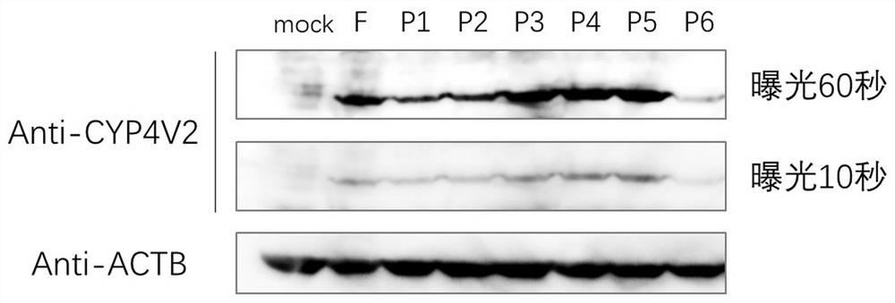 A kind of isolated nucleic acid molecule and its use