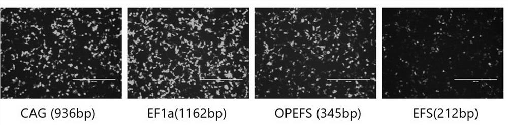 A kind of isolated nucleic acid molecule and its use