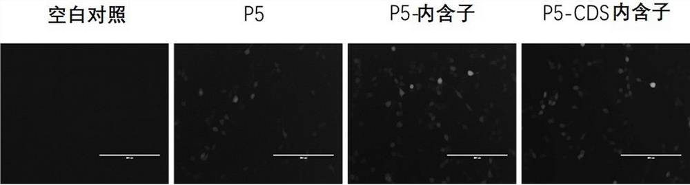 A kind of isolated nucleic acid molecule and its use