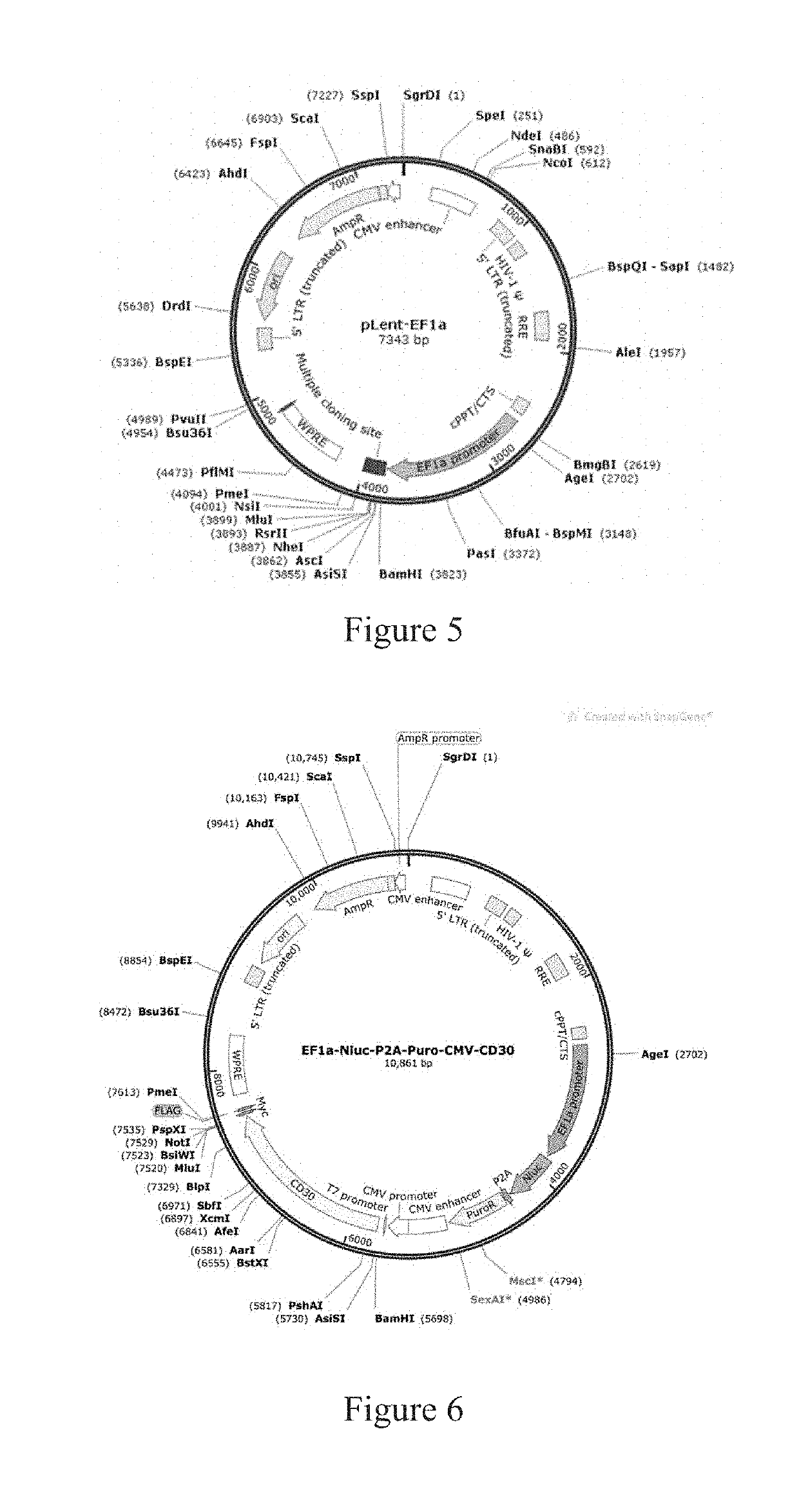 Recombinant chimeric antigen receptor gene and use thereof