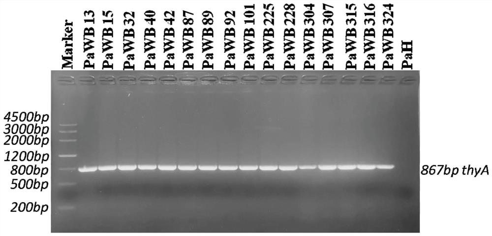 Primer, kit and method for amplifying and typing paulownia arbuscular phytoplasma thyA gene