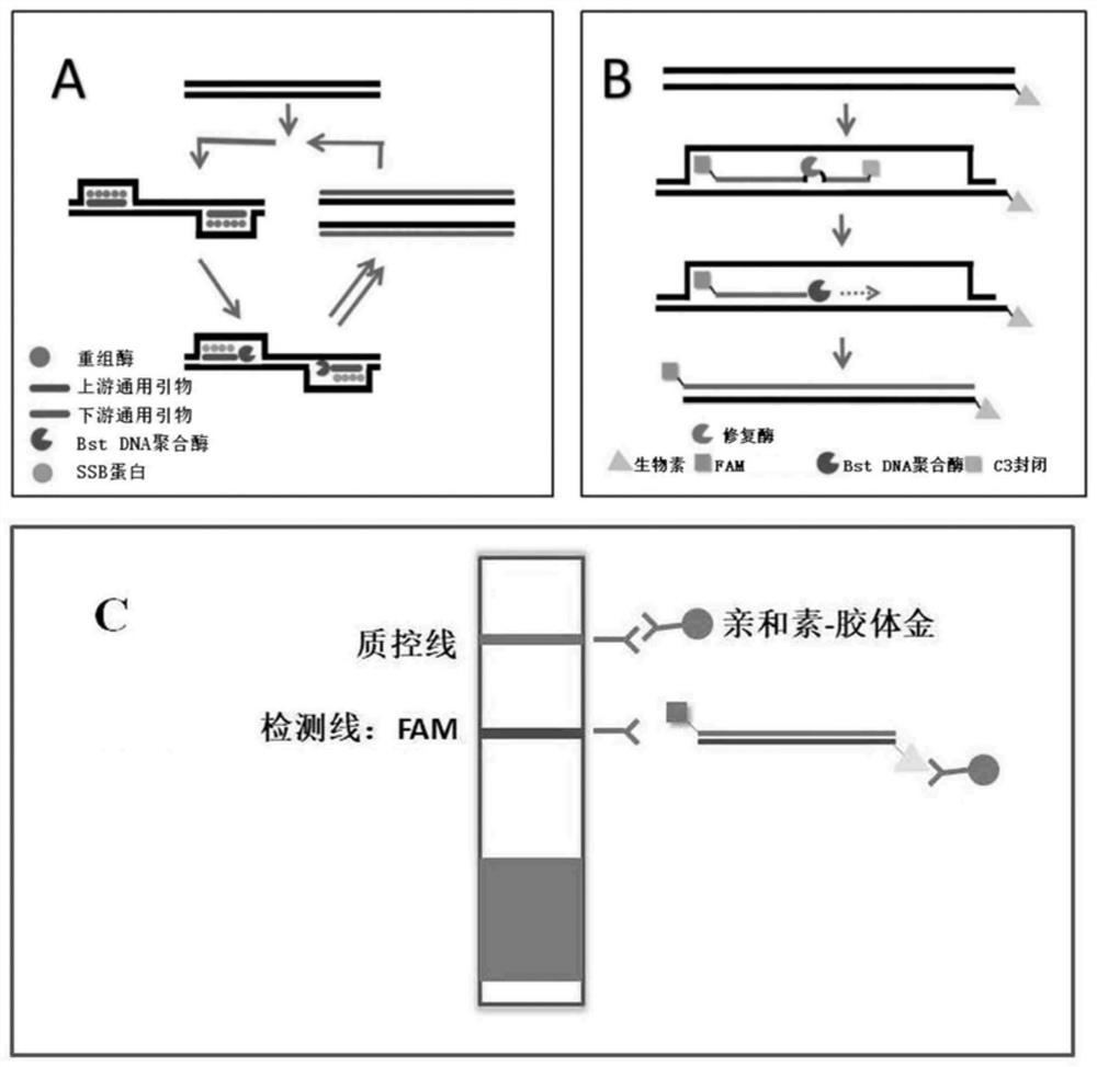 Primer pair and probe for detecting sheep-derived component, kit and application thereof