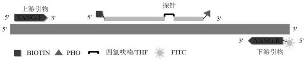 Primer pair and probe for detecting sheep-derived component, kit and application thereof