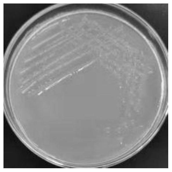 Peanut rhizosphere microbial strain and method for applying biological bacterial fertilizer thereof to soil improvement and remediation