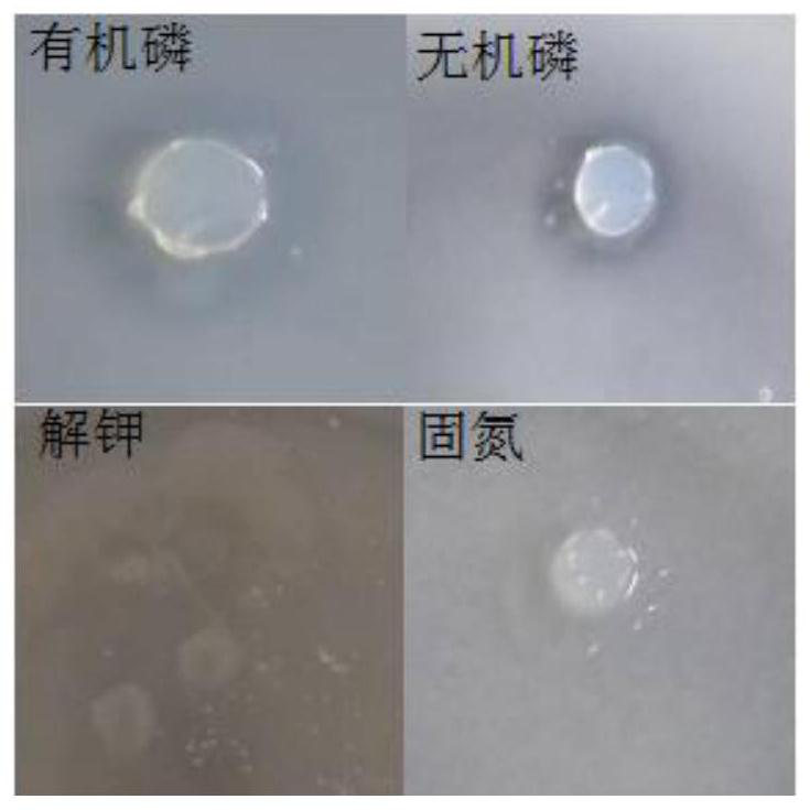 Peanut rhizosphere microbial strain and method for applying biological bacterial fertilizer thereof to soil improvement and remediation