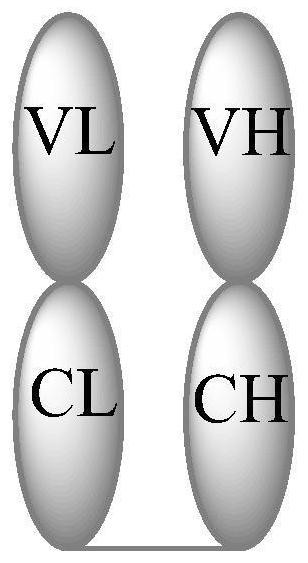 Lipopeptide chain and Fab-aliphatic chain conjugate