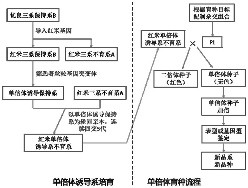 A kind of rice double haploid breeding method based on haploid induction line