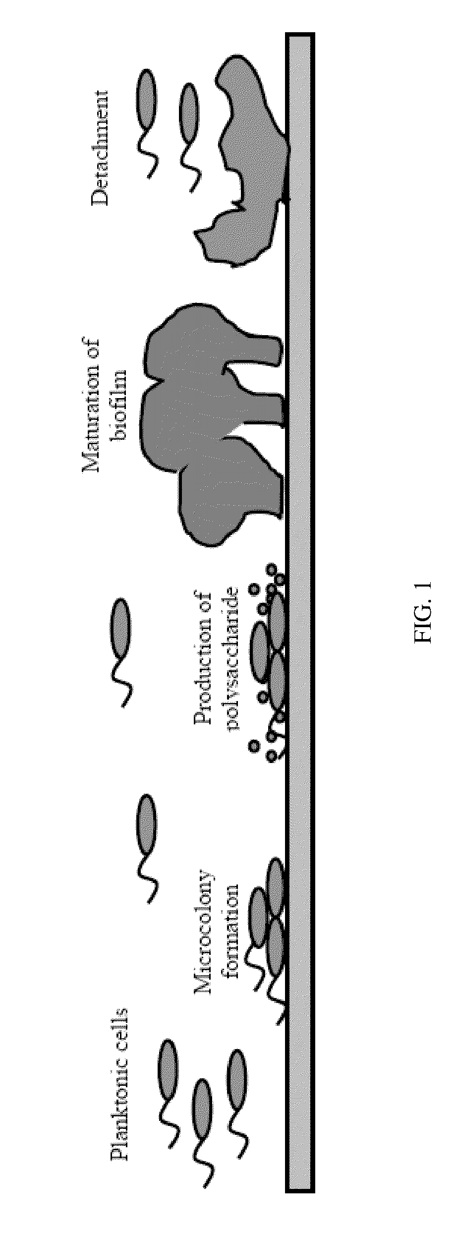 System And Method For Controlling Bacterial Cells With Weak Electric Currents