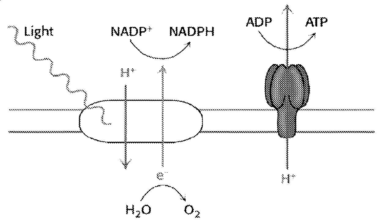 Process for producing an organic compound