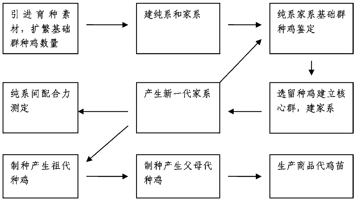The Breeding Method of Yaohong No-Ma Chicken