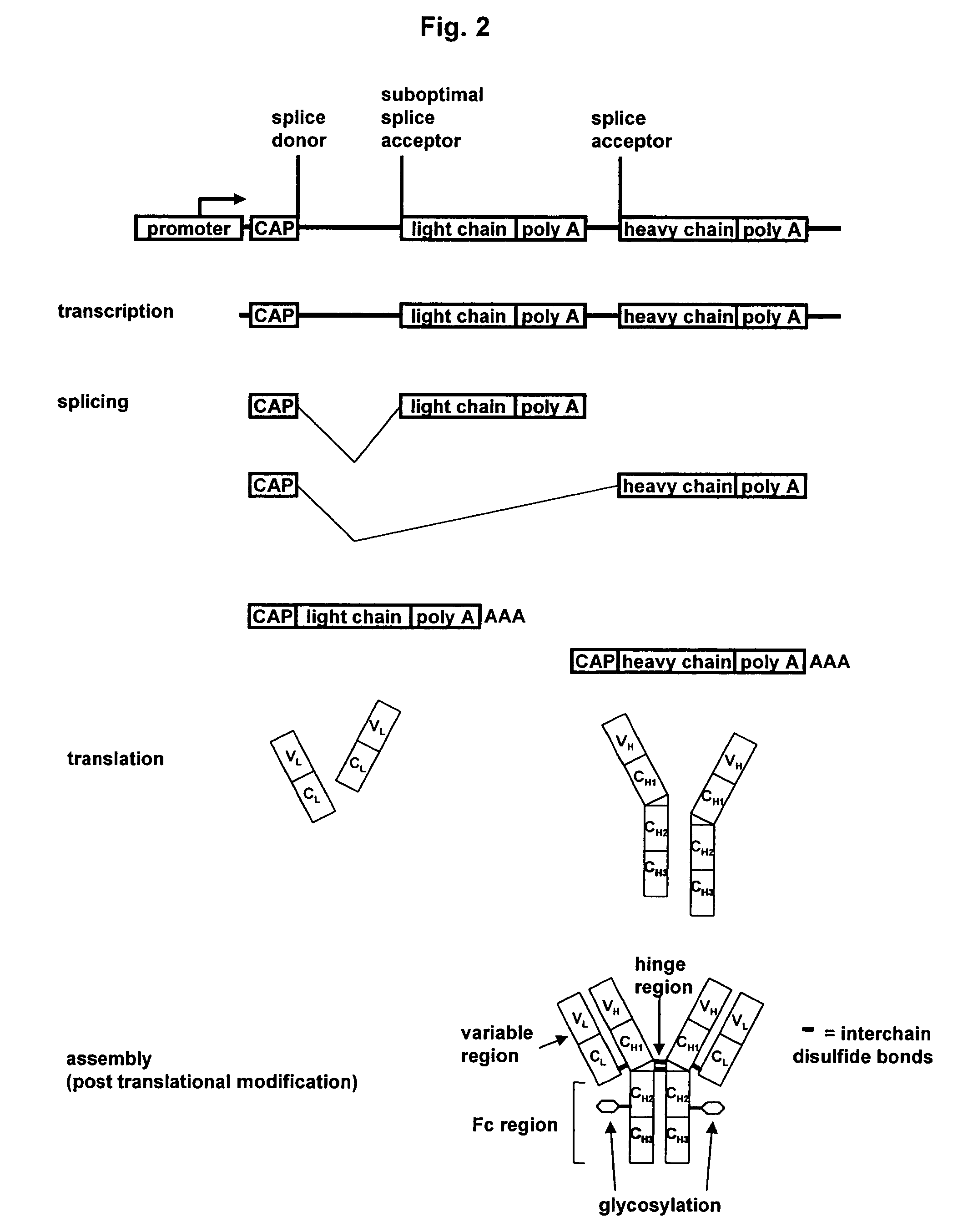 Methods and constructs for expressing polypeptide multimers in eukaryotic cells using alternative splicing