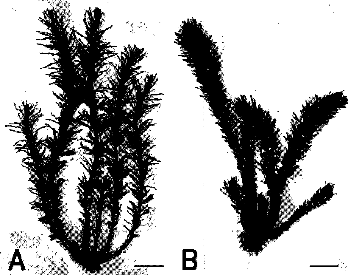 Sargassum thunbergii seedling quick-propagation method using leader branch segment tillering method