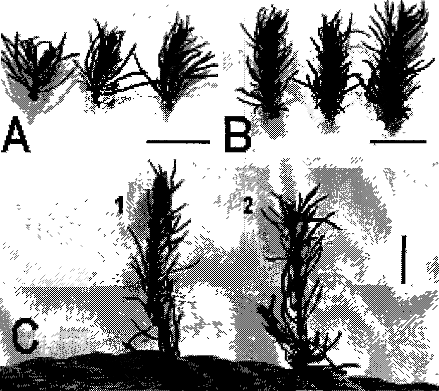 Sargassum thunbergii seedling quick-propagation method using leader branch segment tillering method