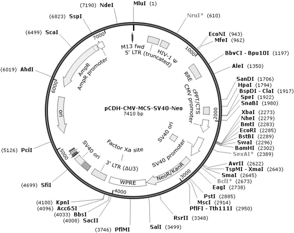 Lentiviral vector efficiently mediating overexpression of T1R2 gene and lentivirus, and construction methods thereof