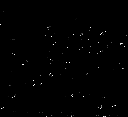 Preparation method for tin-based oxide nanorods