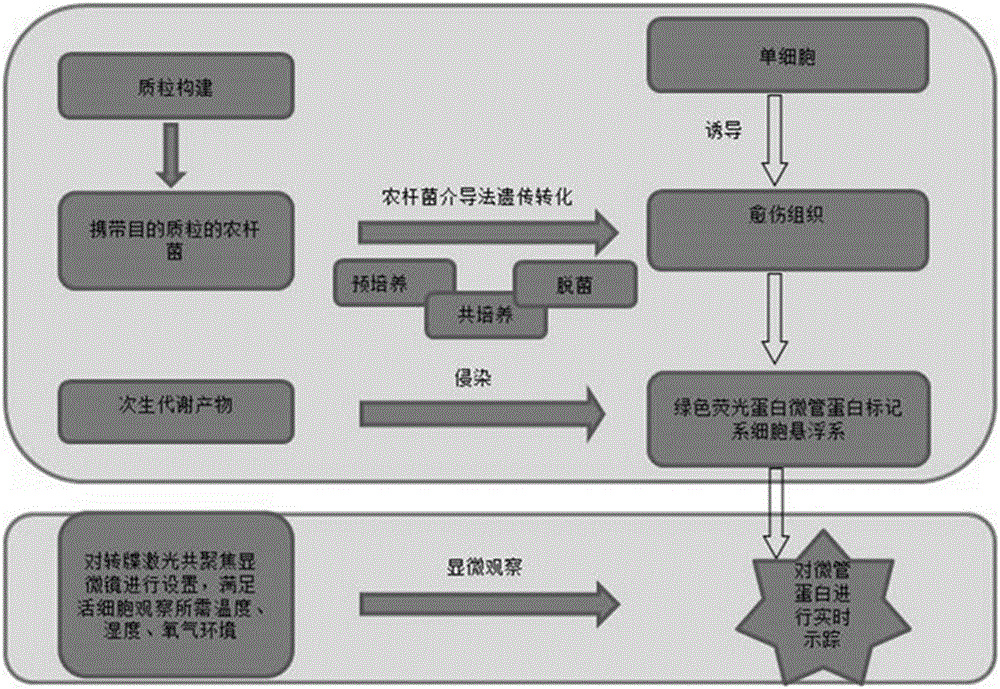 Screening method for active substances of plants