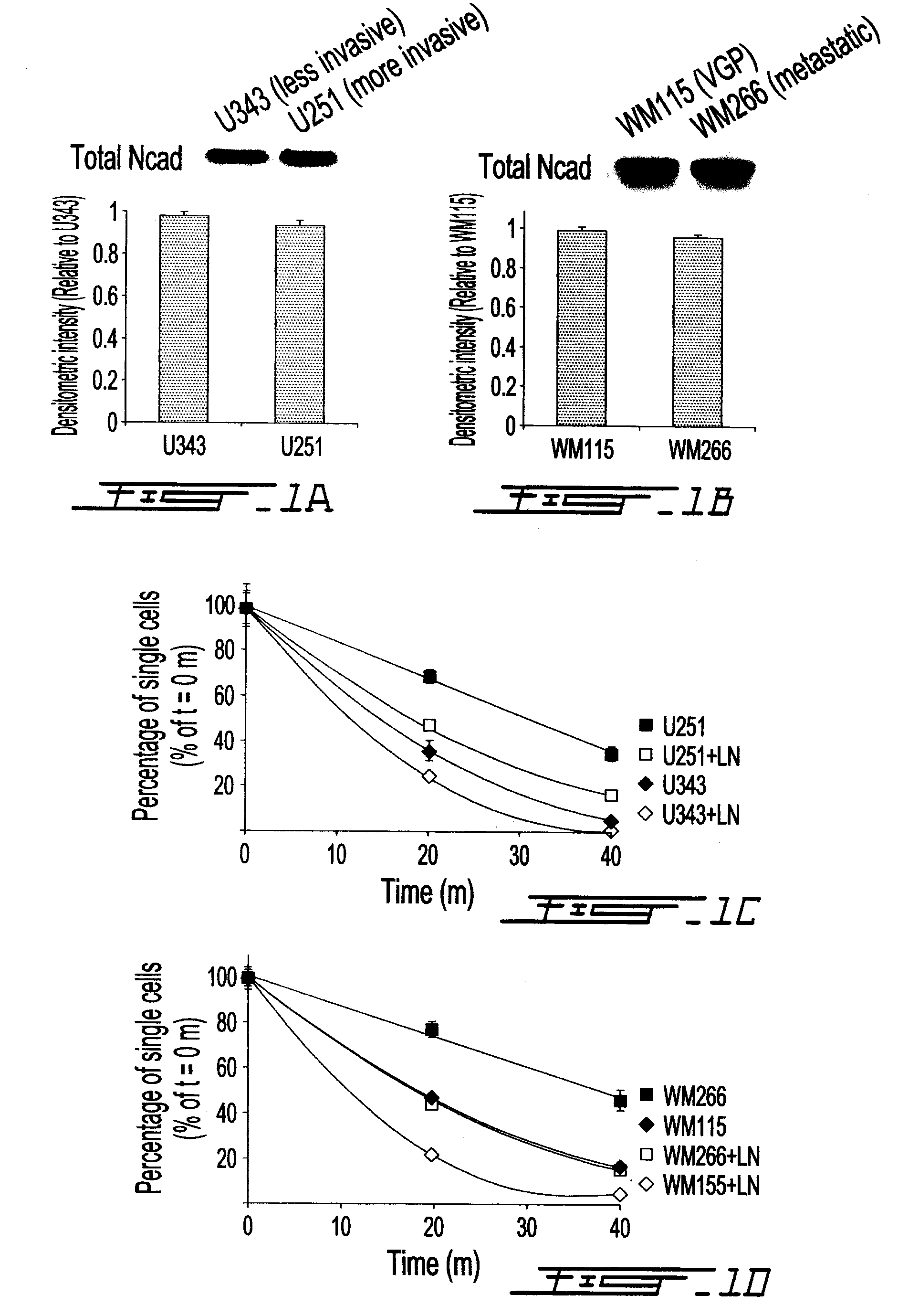 Altered n-cadherin processing in tumor cells by furin and proprotein convertase 5a (PC5A)