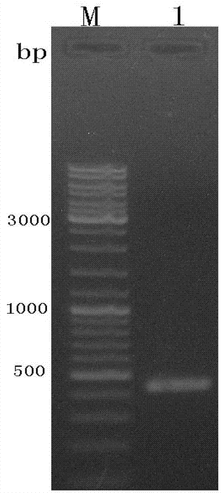 Bombyx antennal binding protein gene, protein and preparation method of protein