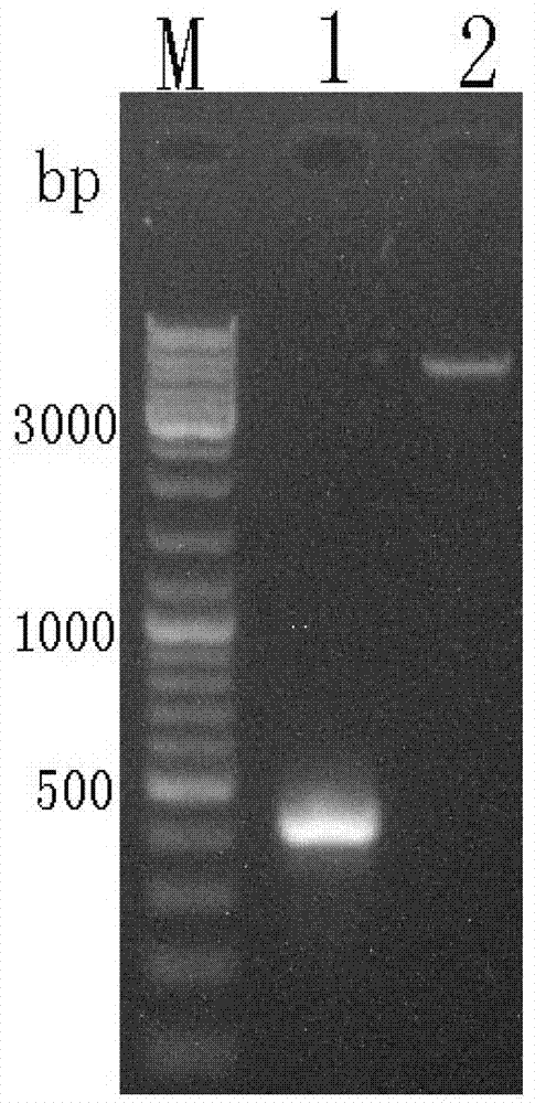 Bombyx antennal binding protein gene, protein and preparation method of protein