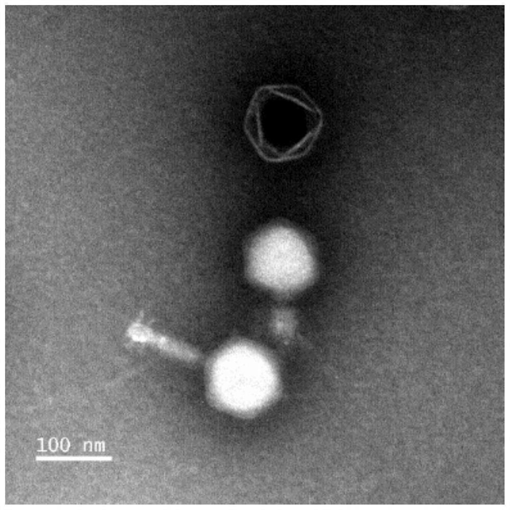 Vibrio alginolyticus bacteriophage vBValSR13Z and application thereof