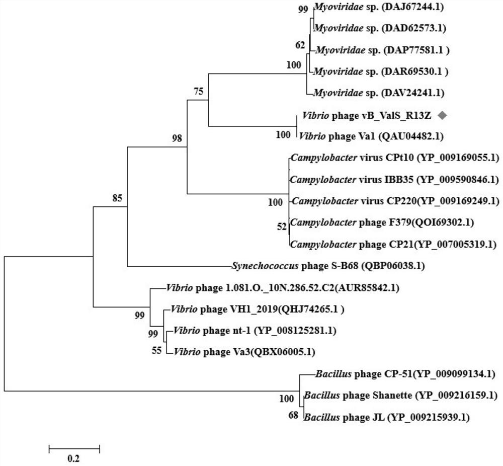 Vibrio alginolyticus bacteriophage vBValSR13Z and application thereof