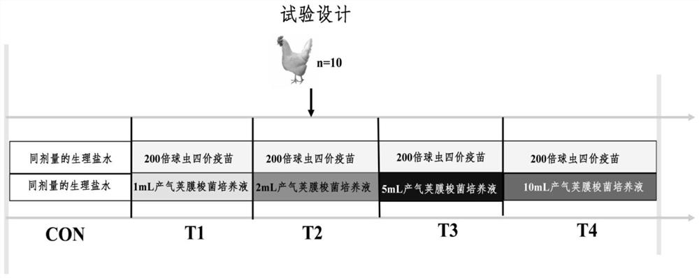 A method for constructing a layer enteroenteritis model