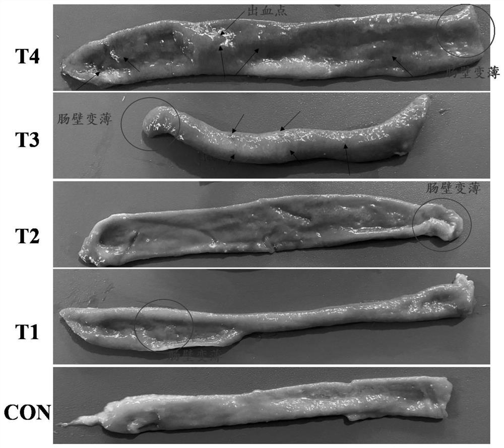 A method for constructing a layer enteroenteritis model