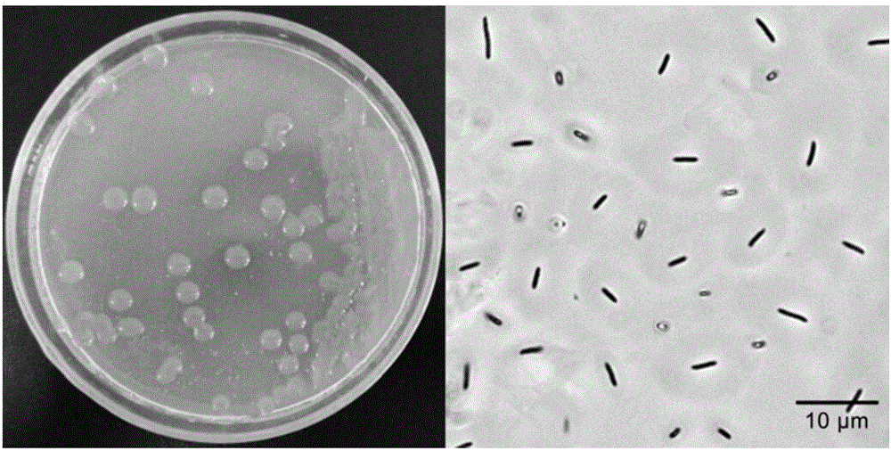 Soil paenibacillus and application thereof