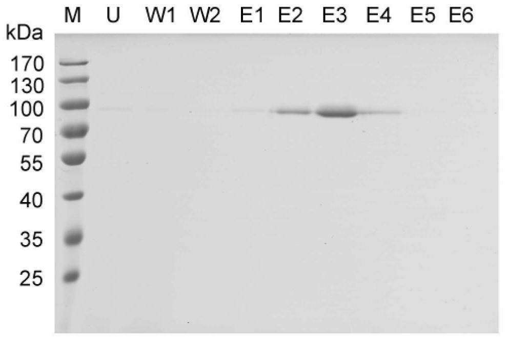 A kind of truncated protein of Bombyx mori egg glue protein and application thereof