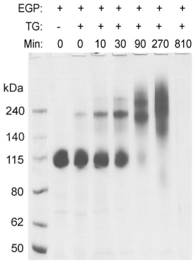 A kind of truncated protein of Bombyx mori egg glue protein and application thereof