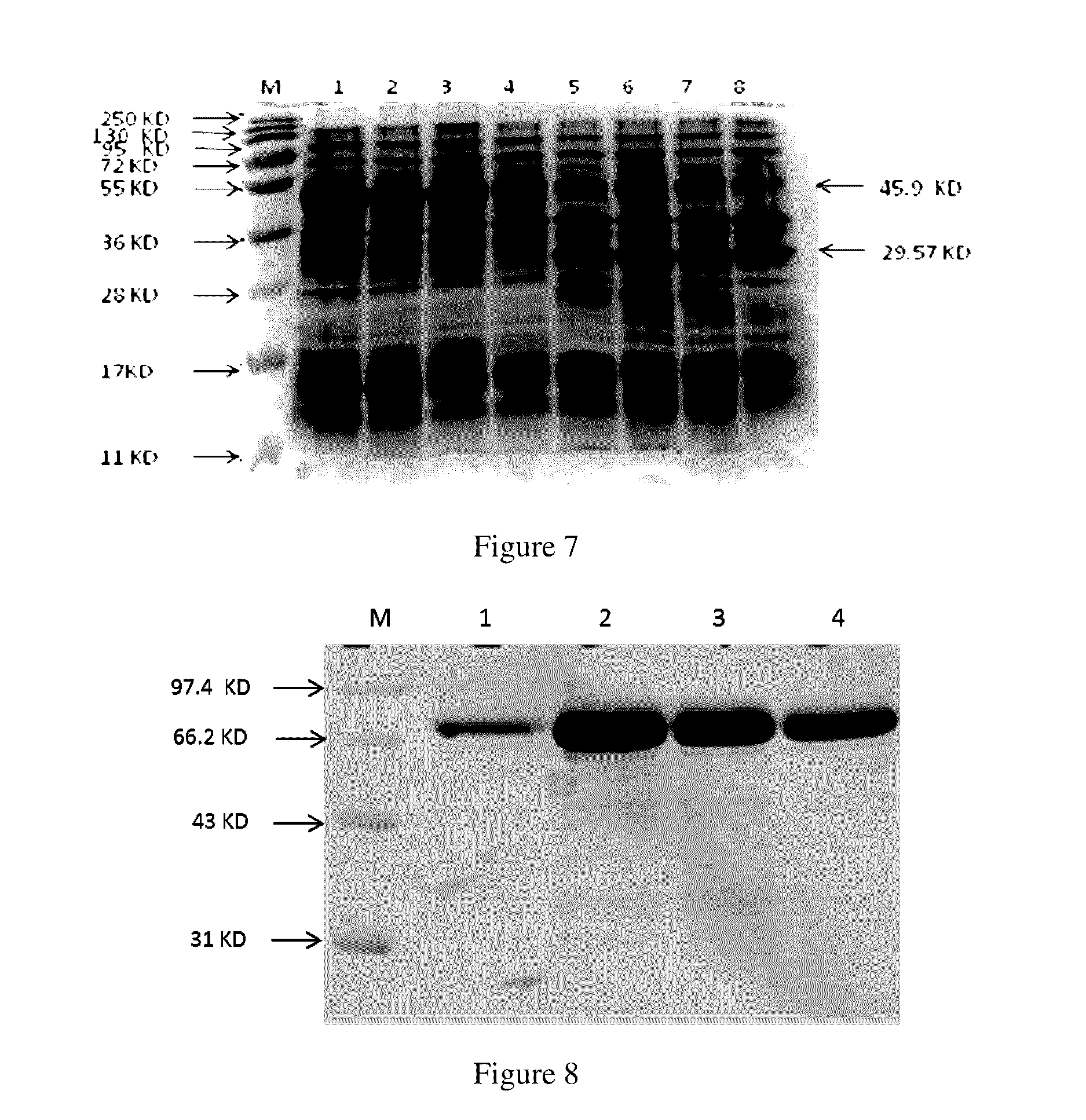 Antigen chimera, antigen composition, vaccine, method of preparing the same and cassette thereof