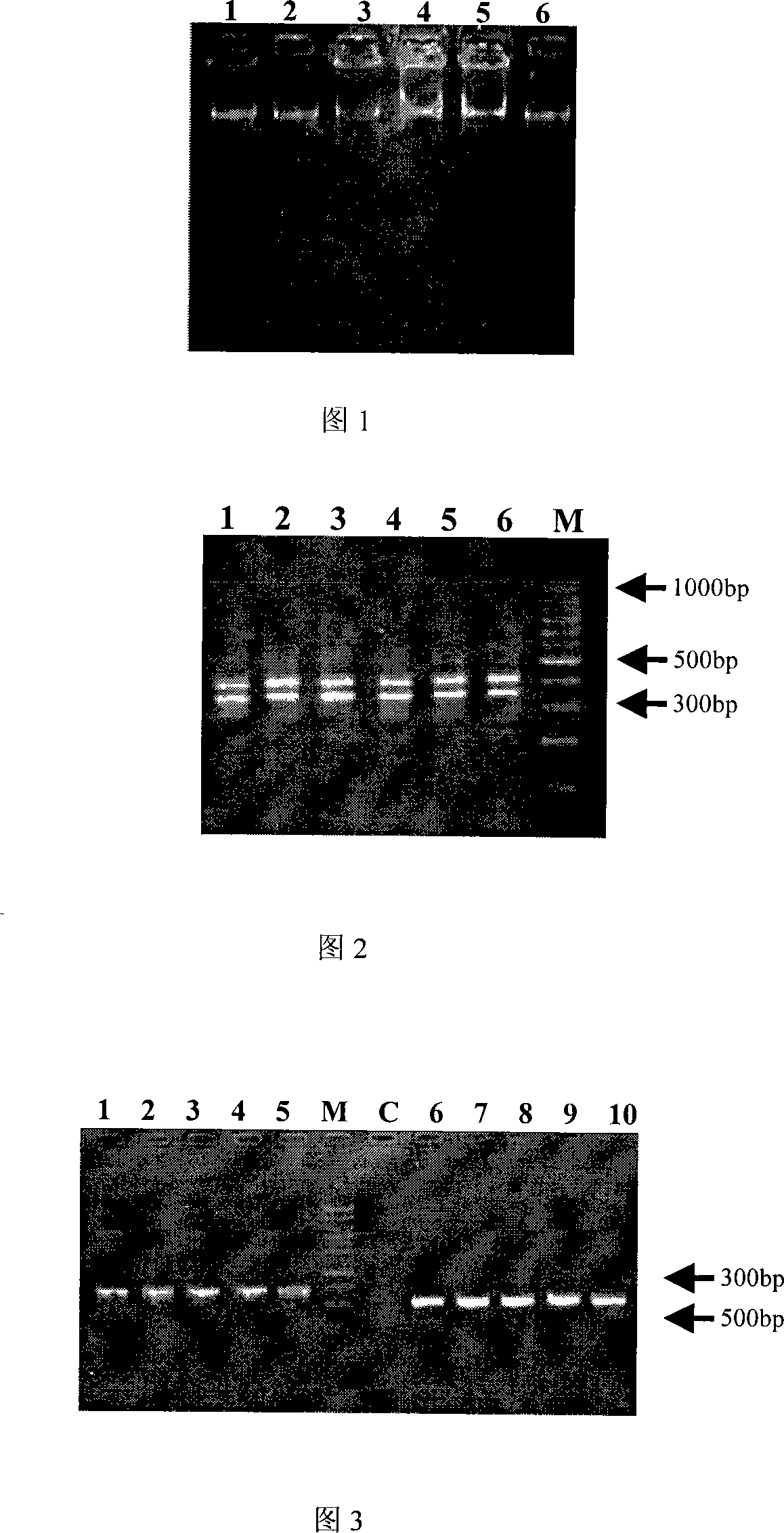 Method for separating cotton chloroplast DNA