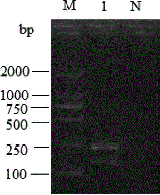 Visual DNA (deoxyribonucleic acid) chip kit and method for detecting multiple animal-derived components