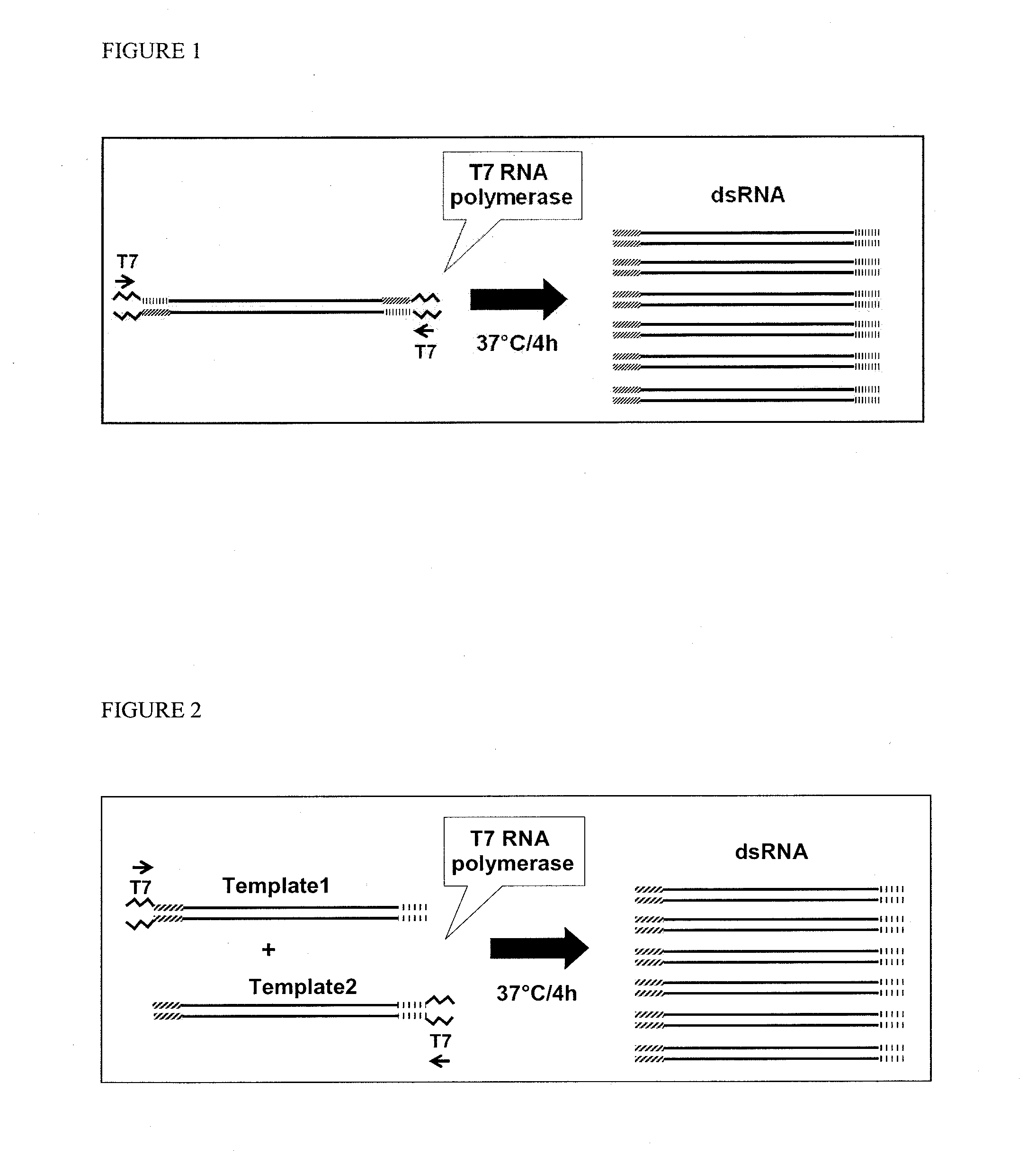 Ras opposite (ROP) and related nucleic acid molecules that confer resistance to coleopteran and/or hemipteran pests