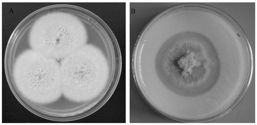 A kind of basket-shaped golden bacterium and its application
