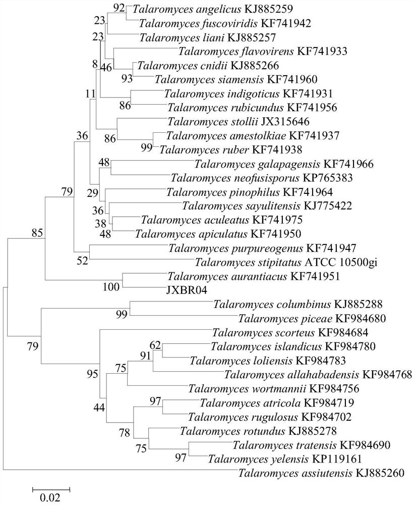 A kind of basket-shaped golden bacterium and its application