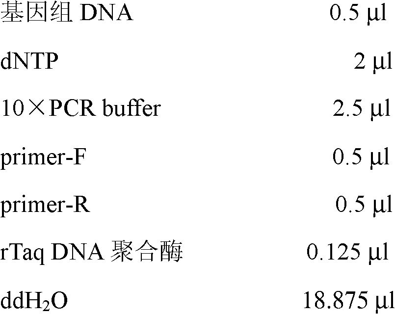 Medaka ovary structural protein gene promoter and applications thereof