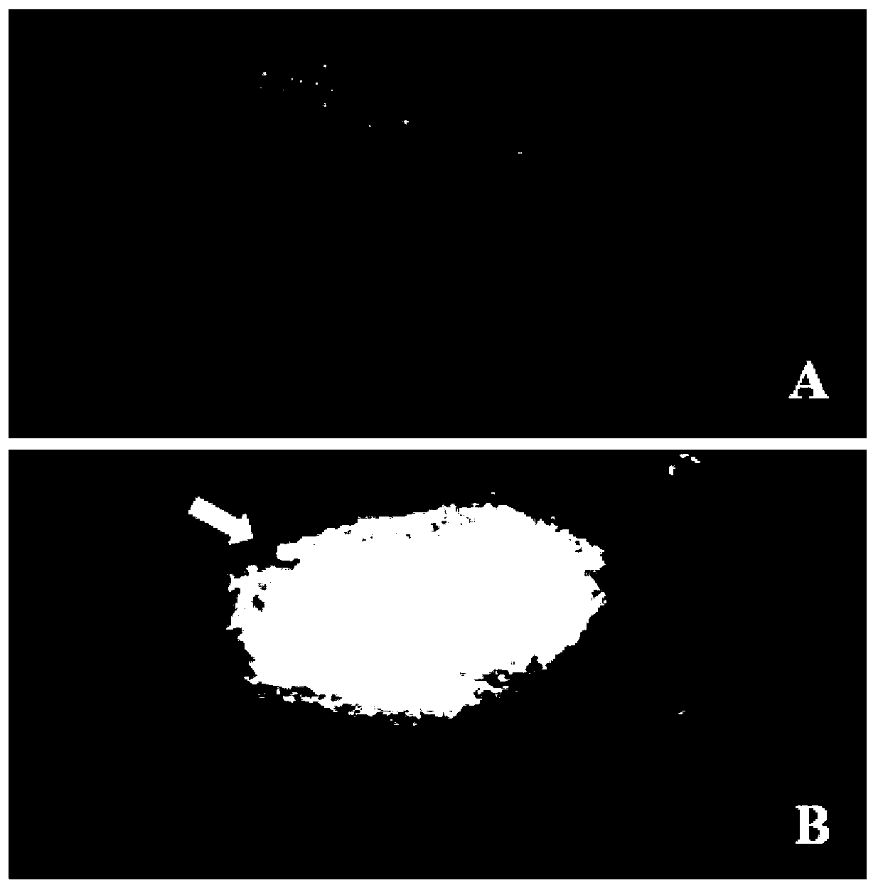 Medaka ovary structural protein gene promoter and applications thereof