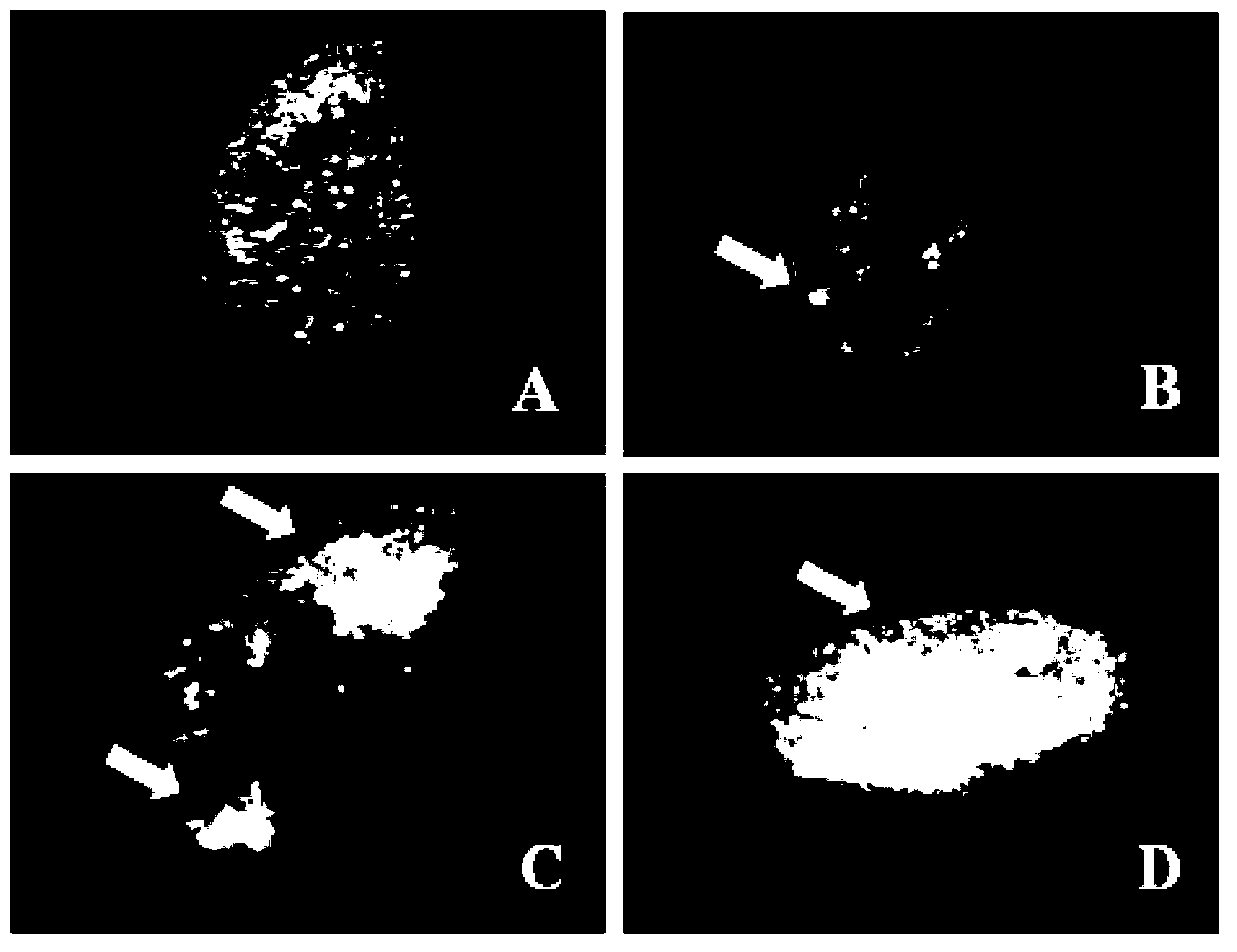 Medaka ovary structural protein gene promoter and applications thereof