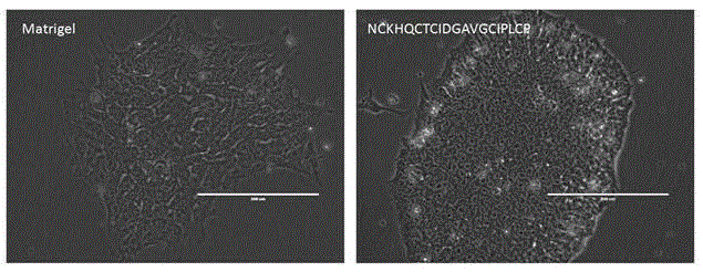 A kind of totipotent stem cell culture method